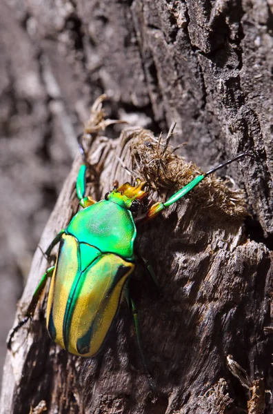 植物甲虫 — 图库照片
