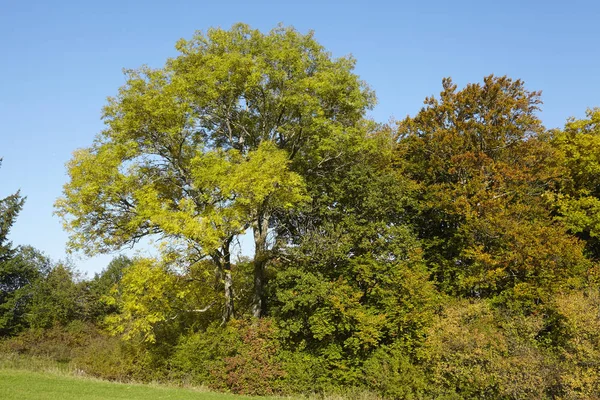 Kilka Jesiennych Drzew Zielonymi Żółtymi Liśćmi Skraju Łąki Sfotografowanych Słoneczny — Zdjęcie stockowe