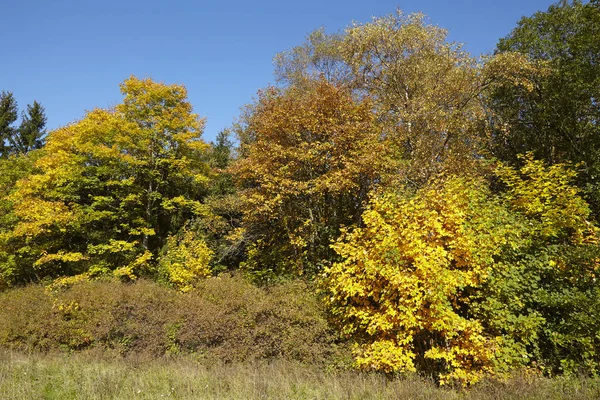 Autumn Leaves Foliage Flora Fall Season — Stock Photo, Image