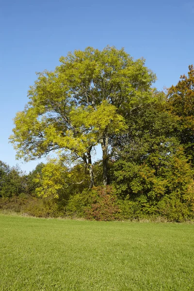 Einige Herbstliche Bäume Mit Grünen Und Gelben Blättern Rande Einer — Stockfoto