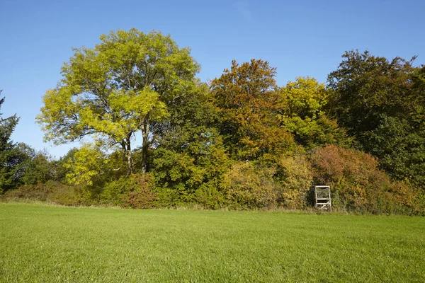 Einige Herbstliche Bäume Mit Grünen Und Gelben Blättern Rande Einer — Stockfoto