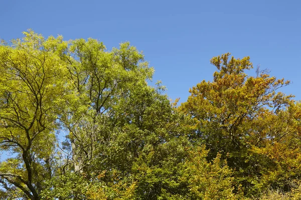 Autumnally Tree Tops Yellow Green Leaves Photographed Sunshine Bright Blue — Stock Photo, Image