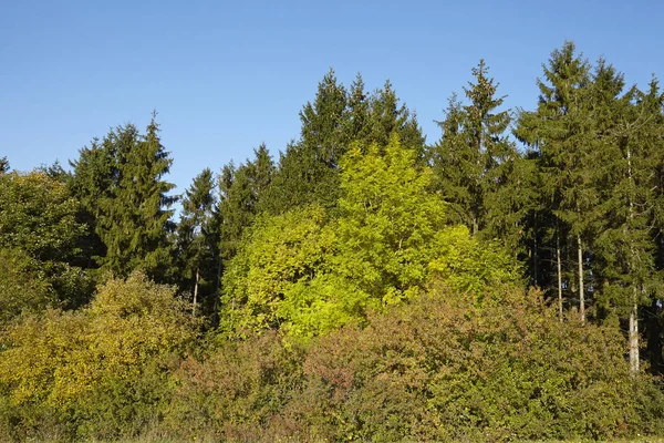 Borde Bosque Con Coníferas Árboles Follaje Con Hojas Amarillas Verdes —  Fotos de Stock