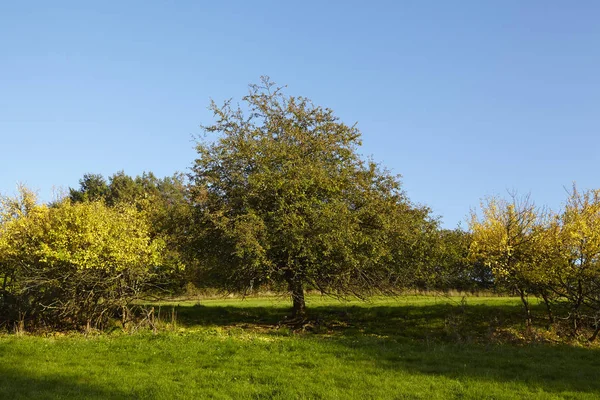 Sommige Bomen Struiken Herfst Met Gele Groene Bladeren Gefotografeerd Zon — Stockfoto