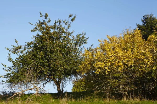 Några Träd Och Buskar Hösten Med Gula Och Gröna Blad — Stockfoto