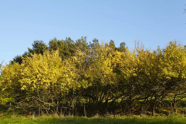 Några Träd Och Buskar Hösten Med Gula Och Gröna Blad — Stockfoto