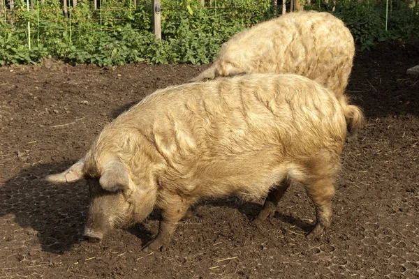 Schwein Auf Dem Boden — Stockfoto