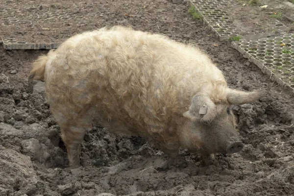 Als Landbouwhuisdier Gehouden Schapen Grasland — Stockfoto