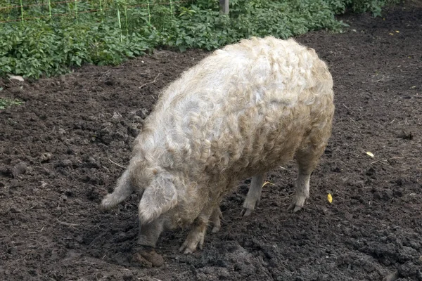 Schapen Boerderij — Stockfoto