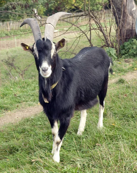 Pecuária Doméstica Pastagem Agrícola — Fotografia de Stock