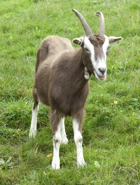 Animaux Domestiques Dans Les Pâturages Agricoles — Photo