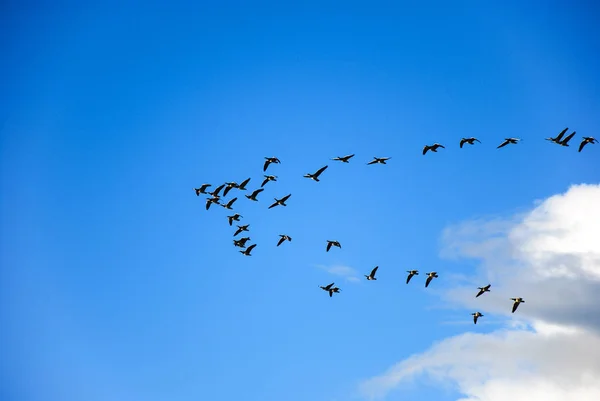 Gansos Ganso Brent Volando Formación Cielo Azul — Foto de Stock