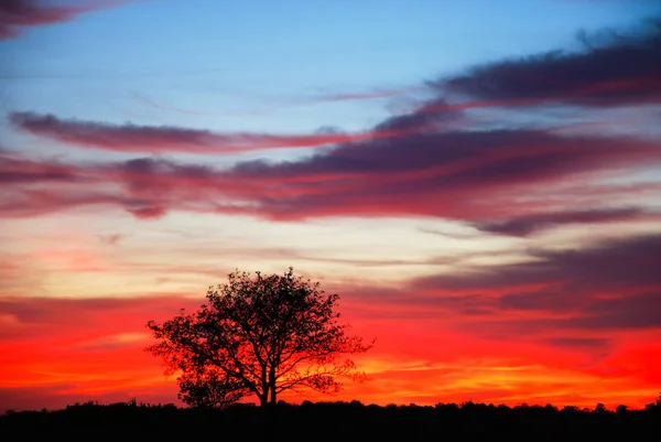 Silhouette Single Tree Colorful Sunset — Stock Photo, Image