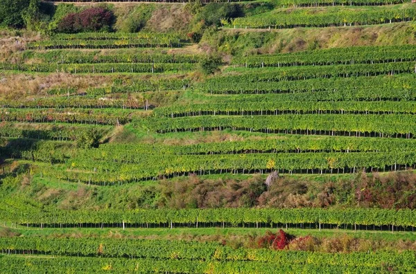 Des Wachauer Weinbergs — Stockfoto