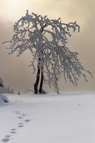 Strom Sněhové Mlze — Stock fotografie