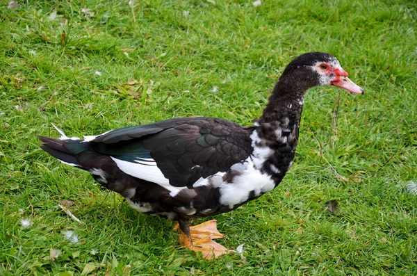 Aussichtsreiche Aussicht Auf Schöne Vögel Der Natur — Stockfoto