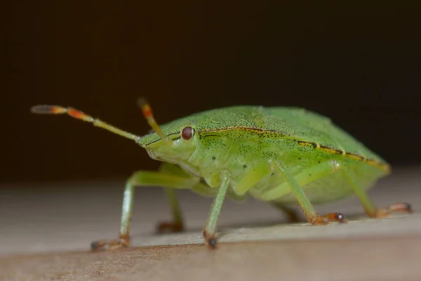 緑の悪臭を放つ虫の幼虫は — ストック写真
