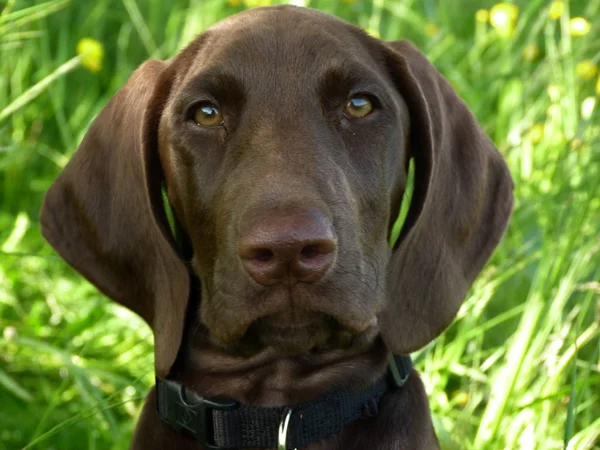 Porträt Eines Süßen Hundes — Stockfoto