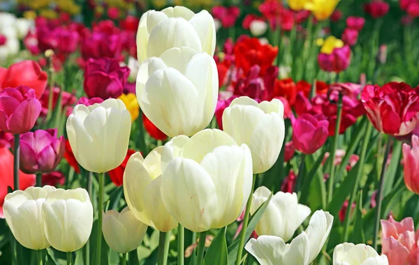 Tulipány Květiny Louce Jarní Flóra — Stock fotografie