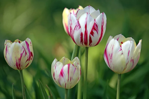 Kwiaty Tulipanów Łące Wiosenna Flora — Zdjęcie stockowe