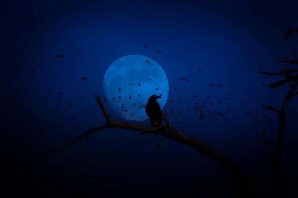 Lua Céu Noite Lunar — Fotografia de Stock