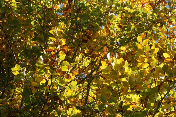 Zbarvené Listy Podzim — Stock fotografie
