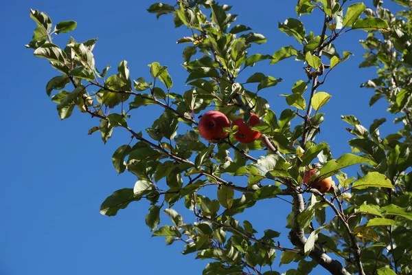 Ostatnie Jabłka Jesienią — Zdjęcie stockowe