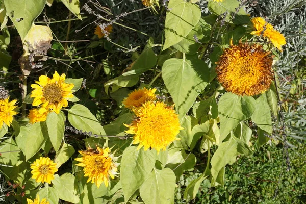 Girasoles Vista Cerca — Foto de Stock