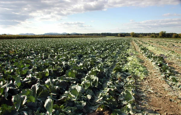 Harvested Field White Cabbage — Stock Photo, Image