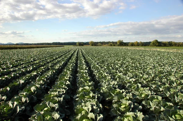 Cabbage Cultivation Farm Field — Stock Photo, Image