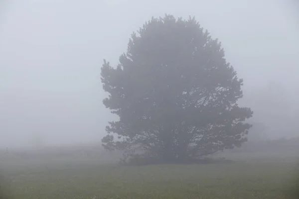 Arbre Dans Paysage Sur Île Amrum Allemagne Schleswig Holstein Frise — Photo