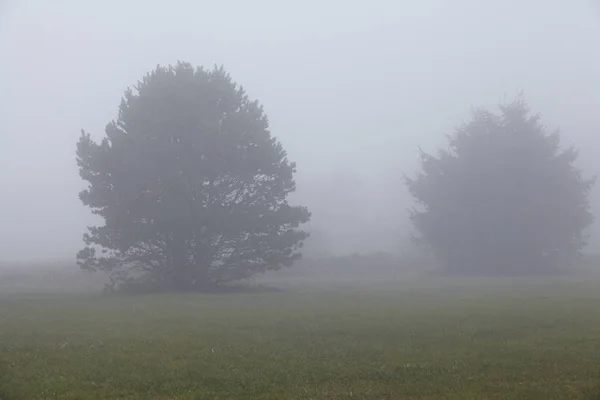 Due Alberi Paesaggio Sull Isola Amrum Germania Schleswig Holstein Frisia — Foto Stock