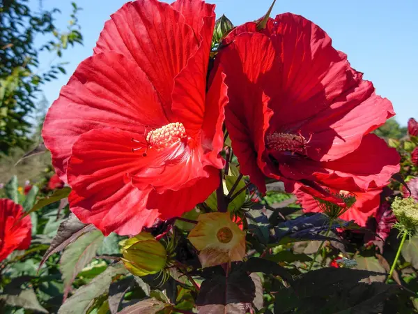 Γραφικό Όμορφο Πολύχρωμο Λουλούδι Ιβίσκος — Φωτογραφία Αρχείου
