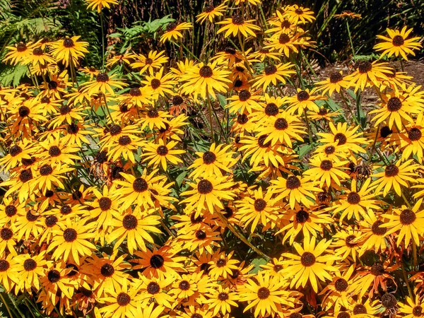 Flora Campo Pétalas Flores Coneflowers — Fotografia de Stock