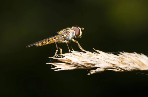 Una Mosca Sienta Sobre Una Hoja Hierba Con Sus Alas —  Fotos de Stock