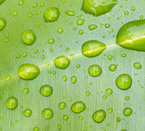 Texture Droplets Green Leaf — Stock Photo, Image