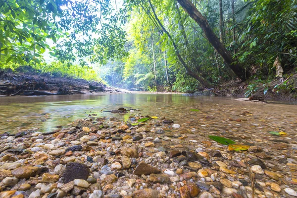 Струмок Води Тропічному Лісі — стокове фото