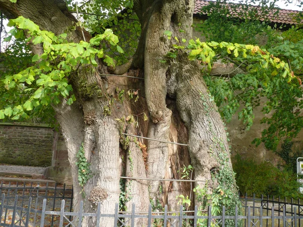 Burglinde Blomerg Lipperland — Foto Stock