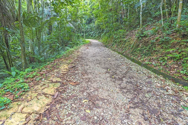Caminhada Floresta Bela Paisagem — Fotografia de Stock