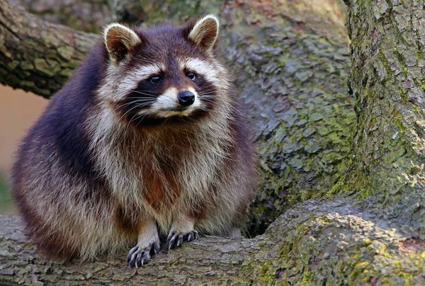 Raccoon Procyon Lotor Está Sentado Uma Árvore — Fotografia de Stock