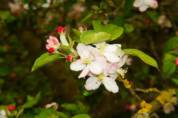 Apfelblütenbäume Blütenblätter — Stockfoto