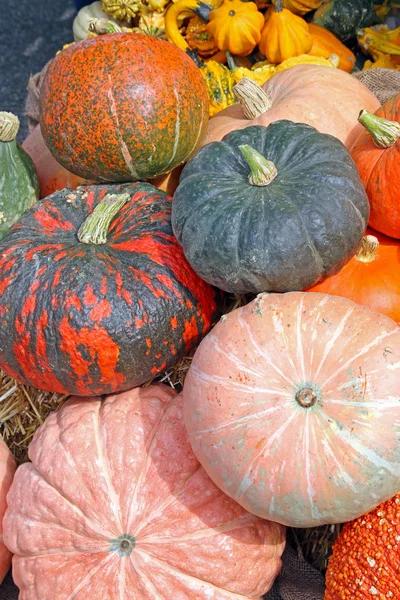 Diversity Form Color Pumpkins — Stock Photo, Image