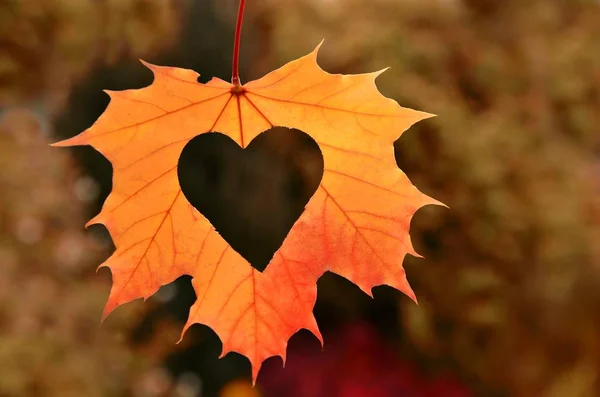 Hoja Otoño Con Corazón — Foto de Stock