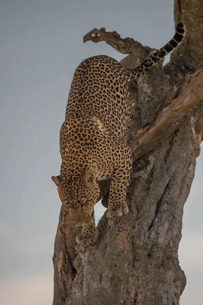 Egy Leopárd Mászik Egy Fatörzsön Afrikai Szavannán Épp Azon Van — Stock Fotó