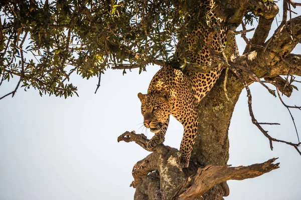一只美洲豹爬下了非洲草原上的树干 停下脚步环顾四周 背景是一片蓝天 — 图库照片