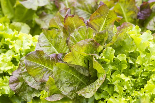 Different Kinds Lettuce — Stock Photo, Image