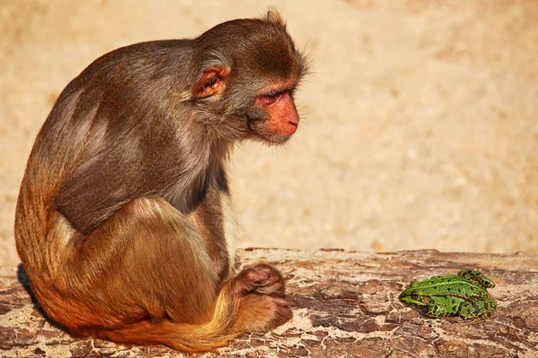 Rhesus Maymunu Macaca Mulatta Kurbağa Pelophylax Esculentus Gölüne Bakar — Stok fotoğraf