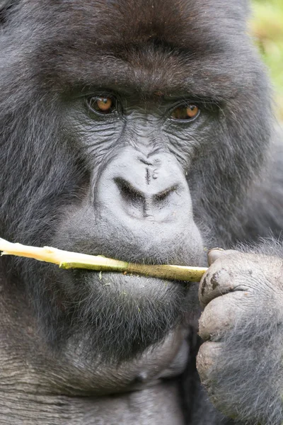Gorila Dorso Plateado Macho Sostiene Una Rama Mano Mientras Mordisquea — Foto de Stock