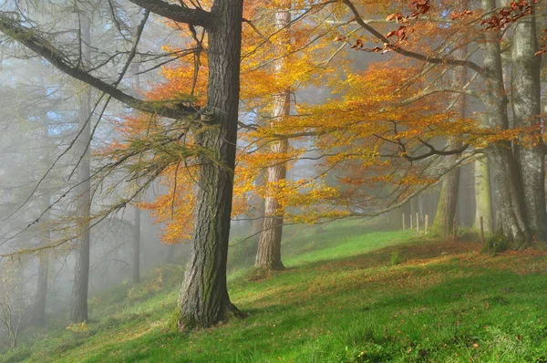 Coloración Bosque Misterioso — Foto de Stock