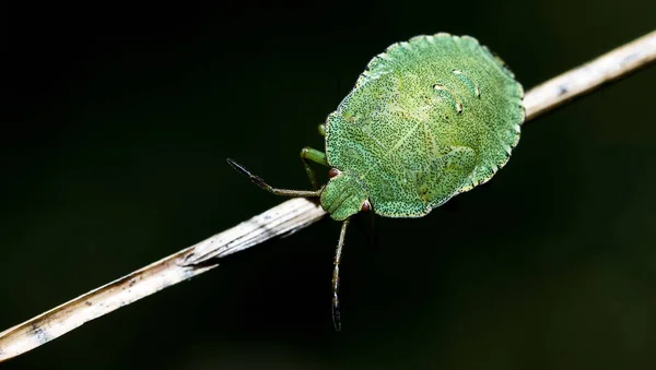 Uma Larva Inseto Fedor Verde Vista Perto — Fotografia de Stock